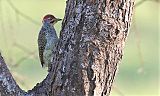 Nubian Woodpeckerborder=